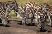 Steppenzebras bei der Aufnahme von mineralhaltiger Erde