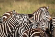 Steppenzebras