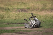 Steppenzebra bei der Fellpflege