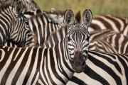 Steppenzebras