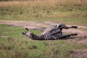 Steppenzebra bei der Fellpflege