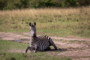 Steppenzebra bei der Fellpflege