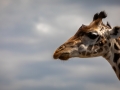 Massai-Giraffe