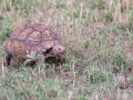 Pantherschildkröte