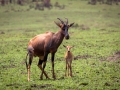 Serengeti-Topi