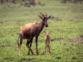 Serengeti-Topi