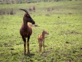 Serengeti-Topi