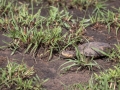 Wasserschildkröte