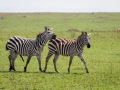 Steppenzebra