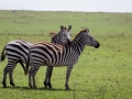 Steppenzebra