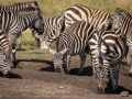 Steppenzebras bei der Aufnahme von mineralhaltiger Erde