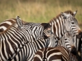 Steppenzebras