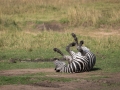 Steppenzebra bei der Fellpflege