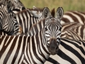 Steppenzebras