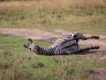 Steppenzebra bei der Fellpflege