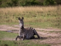 Steppenzebra bei der Fellpflege