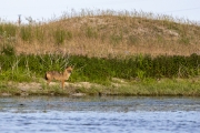 Goldschakal, Canis aureus
