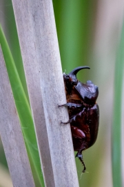 Nashornkäfer (Oryctes nasirornis)