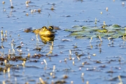 Wasserfrosch (Rana esculenta)
