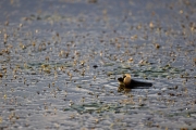 Wasserfrosch (Rana esculenta)