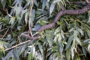 Würfelnatter (Natrix tessellata)