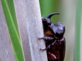 Nashornkäfer (Oryctes nasirornis)