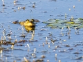 Wasserfrosch (Rana esculenta)