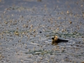 Wasserfrosch (Rana esculenta)