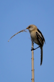 Bartmeise (Panurus biarmicus)