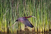 Brauner Sichler (Plegadis falcinellus)