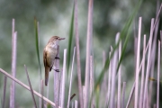 Drosselrohrsänger (Acrocephalus arundinaceus)