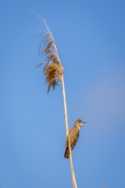 Drosselrohrsänger (Acrocephalus arundinaceus)