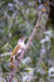 Grauspecht (Picus canus)