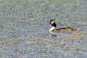 Haubentaucher (Podiceps cristatus)