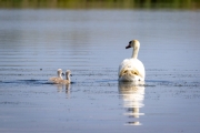 Höckerschwan (Cygnus olor)