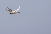 Höckerschwan (Cygnus olor)