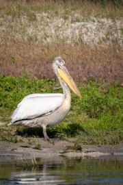 Krauskopfpelikan (Pelecanus crispus)