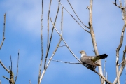 Kuckuck (Cuculus canorus)