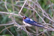 Rauchschwalbe (Hirundo rustica)