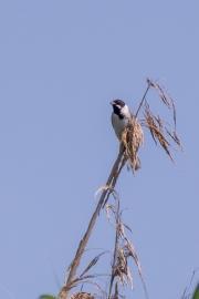 Rohrammer (Emberiza schoeniclus)