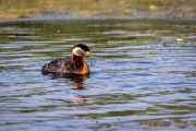 Rothalstaucher (Podiceps grisegena)