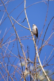 Schwanzmeise (Aegithalos caudatus)