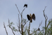 Seeadler (Haliaeetus albicalla)