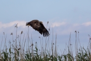Seeadler (Haliaeetus albicalla)