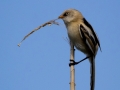 Bartmeise (Panurus biarmicus)