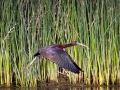 Brauner Sichler (Plegadis falcinellus)