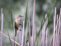 Drosselrohrsänger (Acrocephalus arundinaceus)