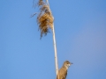 Drosselrohrsänger (Acrocephalus arundinaceus)