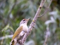 Grauspecht (Picus canus)
