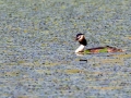 Haubentaucher (Podiceps cristatus)